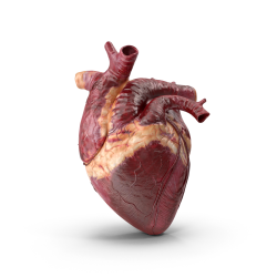 Human Heart Icon